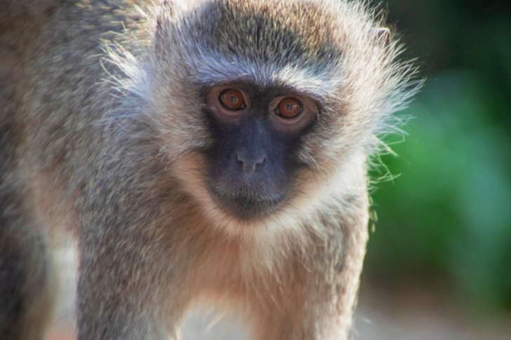 Brown and White Monkey