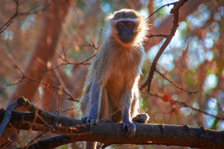 Beige Chimpanzee on Focus