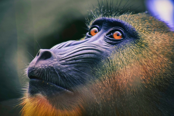 Black and Brown Baboon Close-up