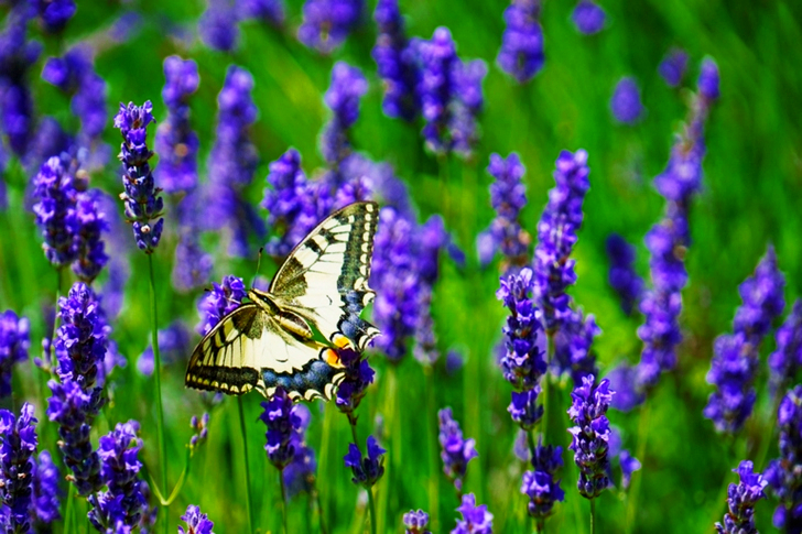 Butterfly Perched on Lavender Flower