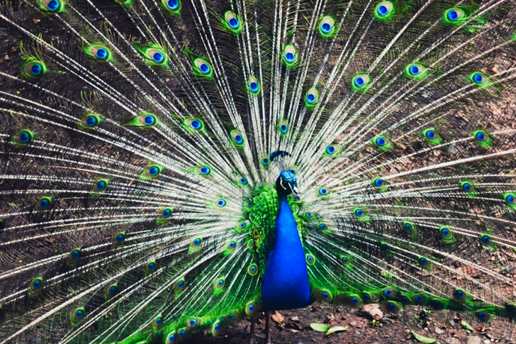Peacock