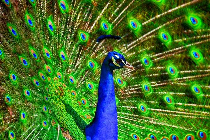 Sininen ja Vihreä Peacock