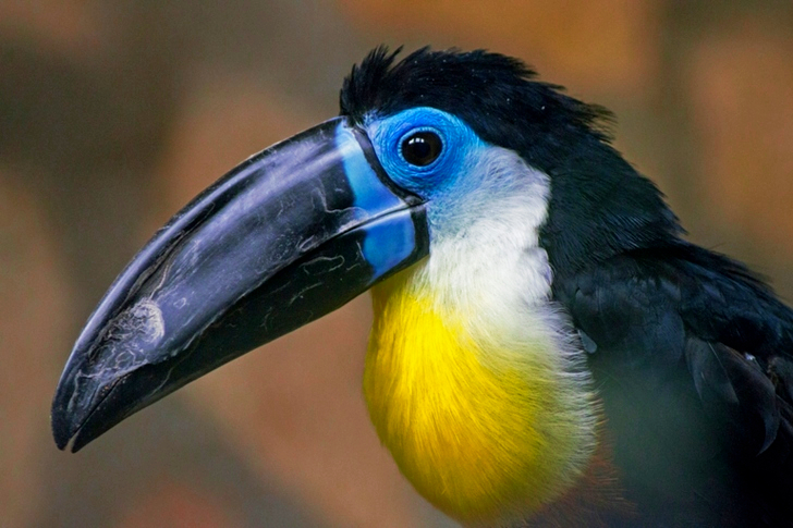 Close View of Hornbill