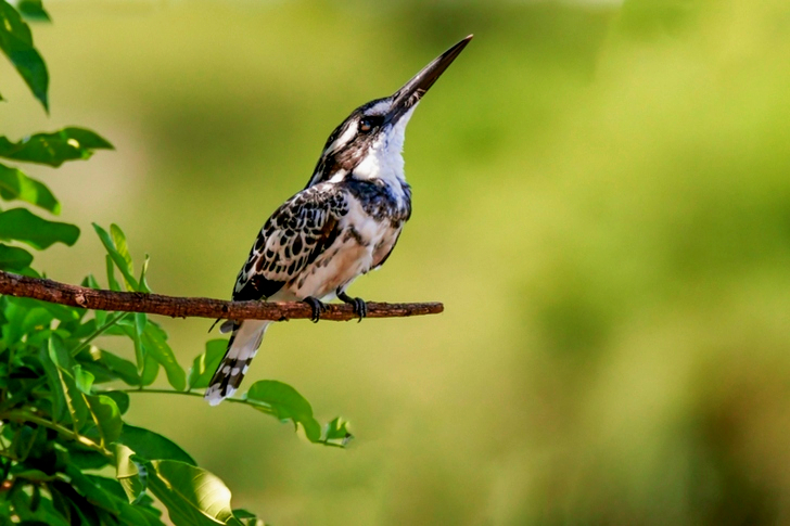 Hairy Woodpecker