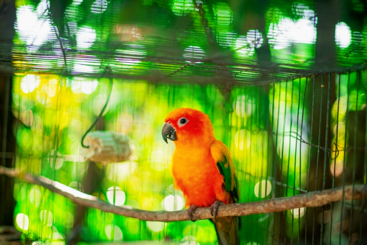 Foco seletivo de um papagaio bebê laranja e amarelo enjaulado empoleirado em um galho