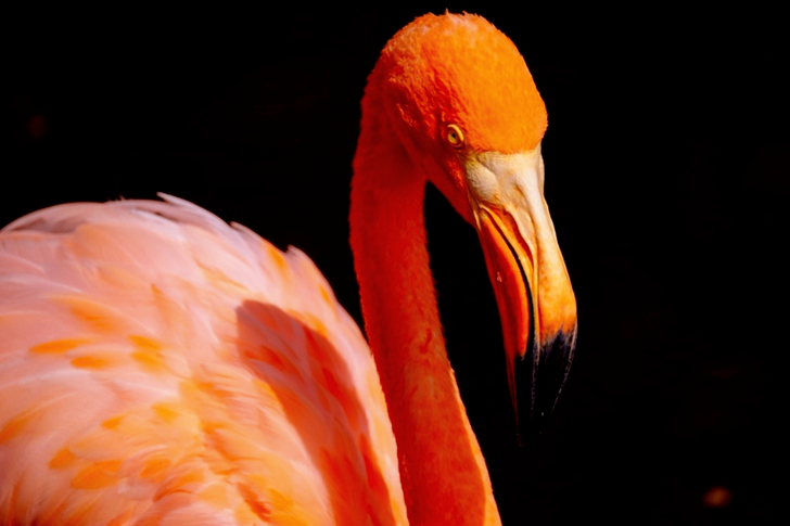 Selective Focus Of Orange Flamingo Bird