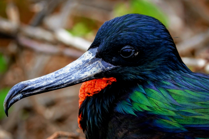 Close-Up of Bird