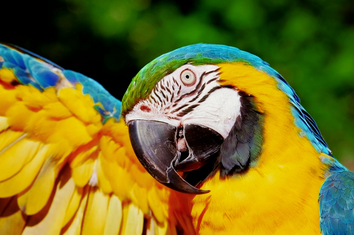 Close-up of a Yellow and Blue Macaw