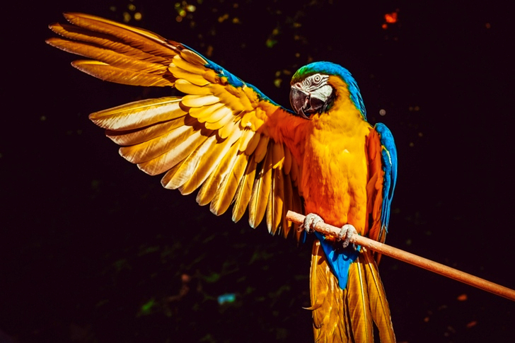 Yellow and Blue Macaw With One Wing Open Perched on a Wooden Stick