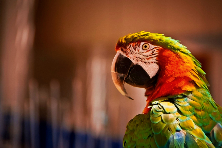 Oranssi ja valkoinen papukaija