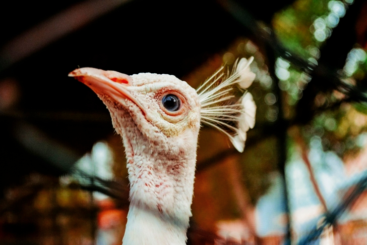 Harmaan linnun matala fokus