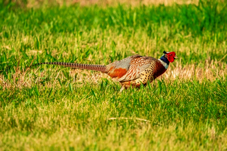 y of Pheasant Bird on Grass