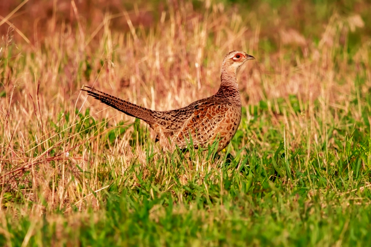 Ruskean linnun matala painopiste ruohokentällä