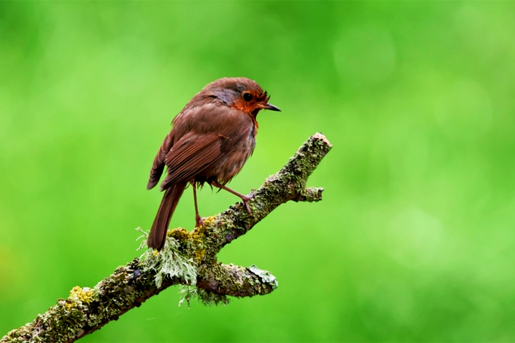 Close-Up of Bird Perched On Branch