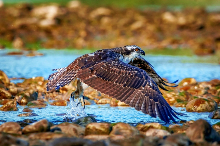 Tilt-shift Lens of Gray Bird Flying On-top of Gray Rocks