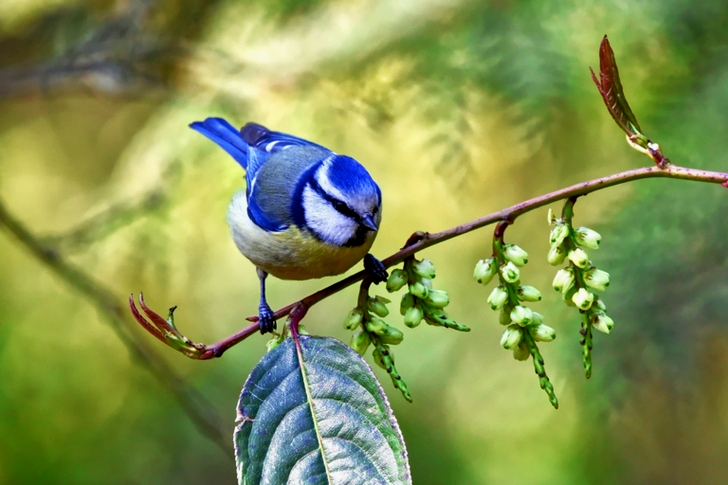 Close-Up of Blue Bird Perched On Branch
