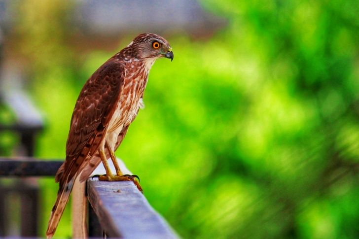 Selective Focus Side View of Red-tailed Hawk Perched on Wooden Railing