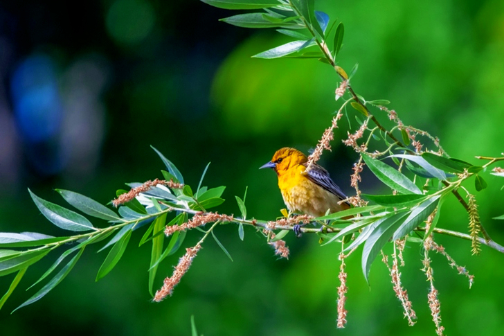Close-Up of Bird Perched On Branch