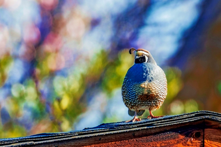 Bird Perched on Top of Roof