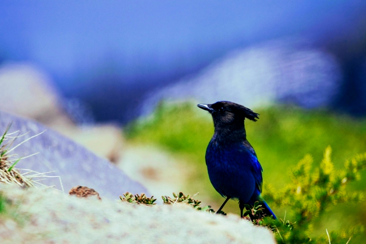 Close-Up of Blue Jay