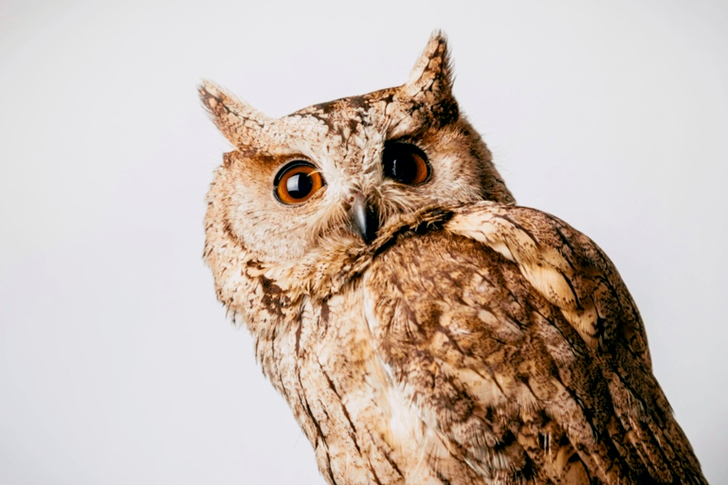 Close-Up of Owl
