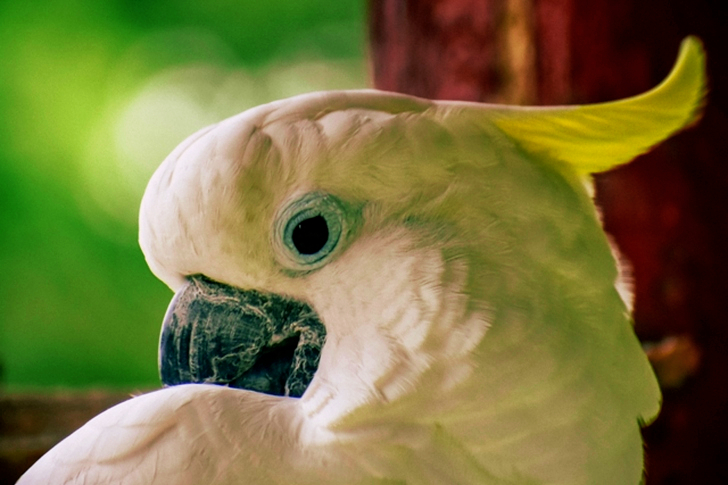 Close-Up of White Parrot