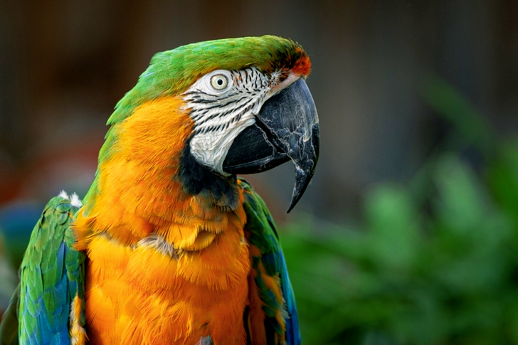 Yellow and Green Parrot