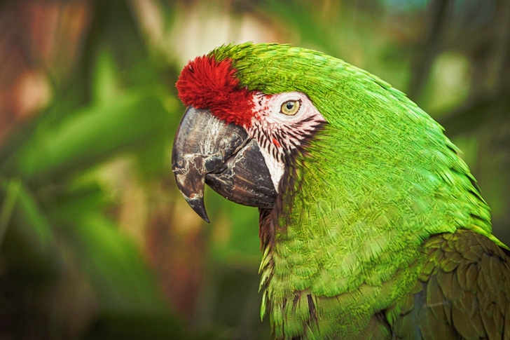 Close-Up of Military Macaw