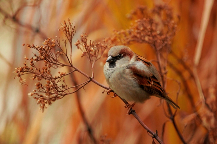 Close-Up of Brown Bird