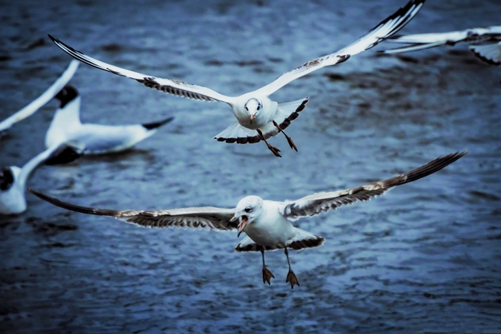 Close-up of Two White Birds