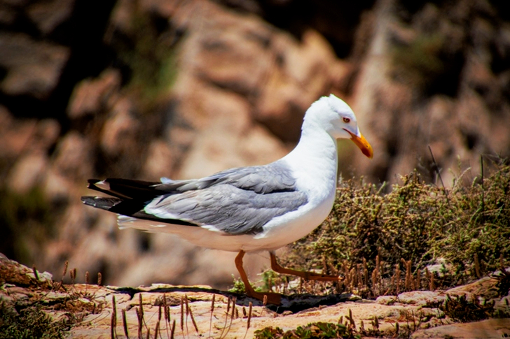 Close-Up of Seagull