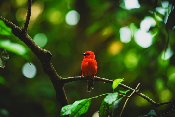 Close-Up of an Orange Bird