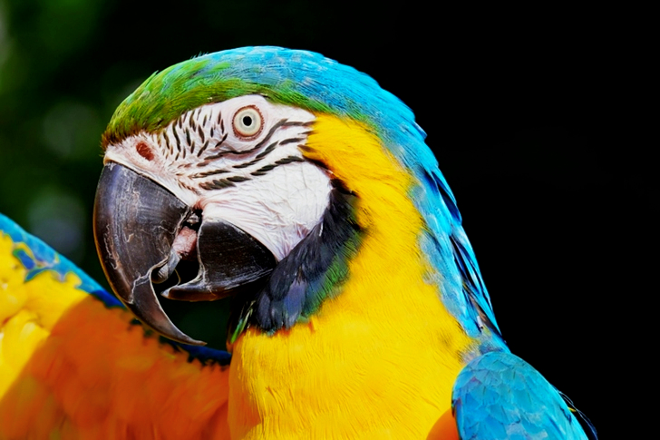 Yellow And Blue Macaw