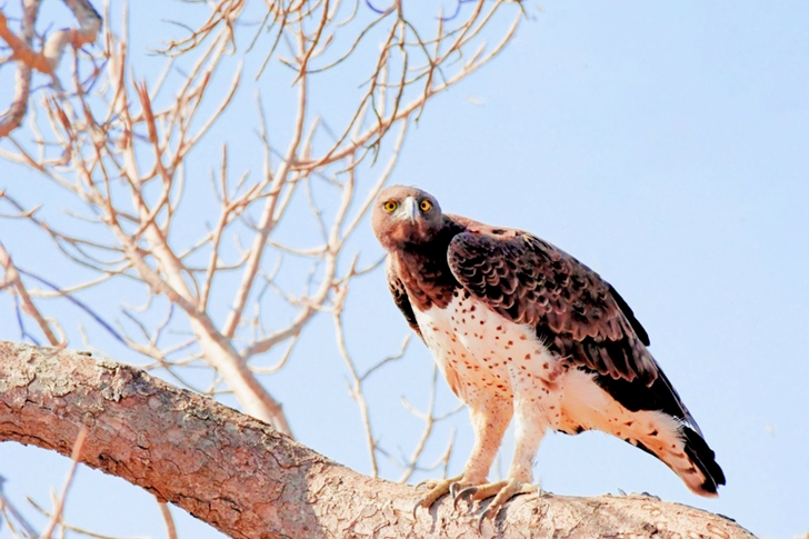 Hawk Perched on a Tree Branch