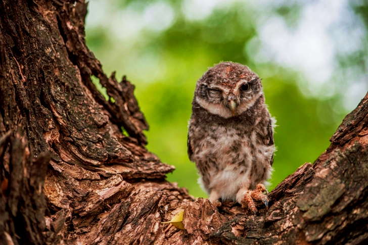 Pöllö on puun valikoiva fokus