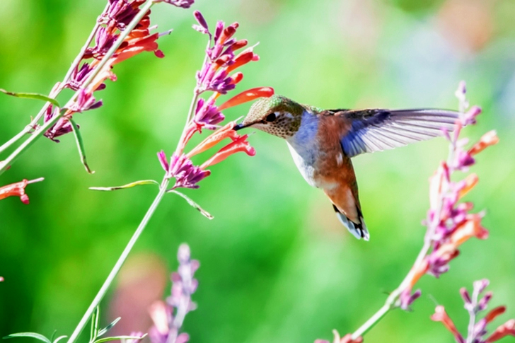 Close-Up of Hummingbird Near Flowers
