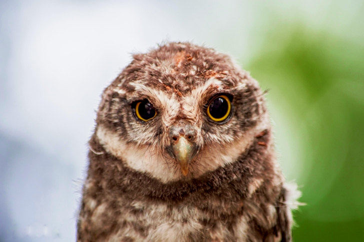 Brown And White Owl Close-up