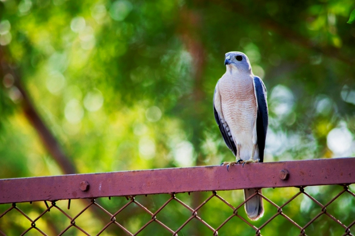 Bird Perched On Fence