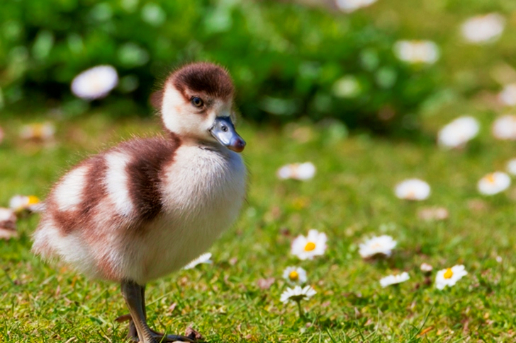 Close-Up of a Duckling