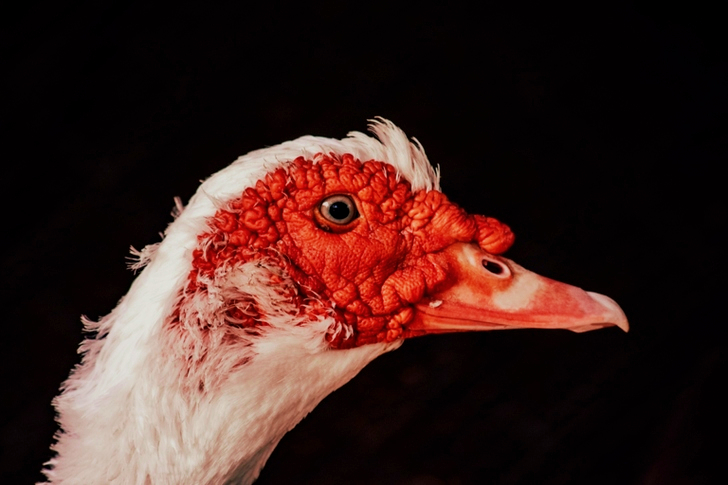 Oiseau blanc au bec rouge