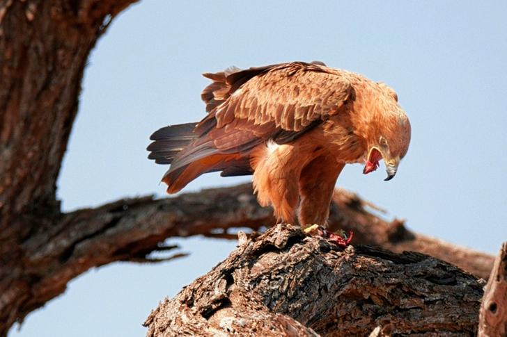 Brown Eagle Perching on Branch