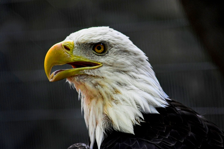 Close-Up of Eagle