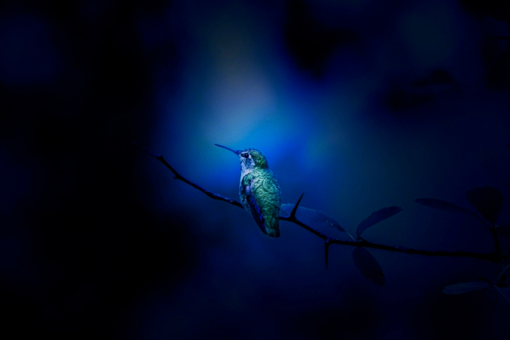 Bird Perched on Tree Branch