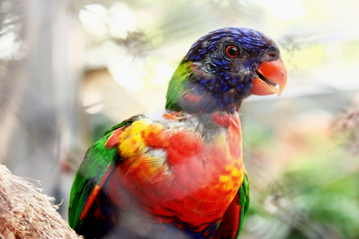 Shallow Focus of Red, Blue, and Green Bird