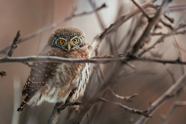 Close-Up of Owl on Tree Branch