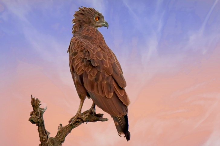 Bird Perched on Branch