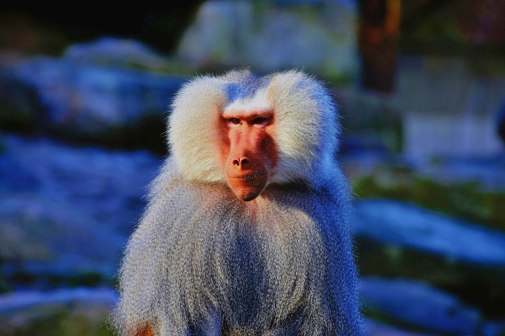 Selective Focus of Gray and Brown Primate