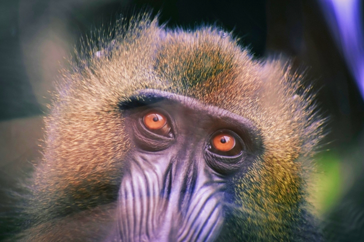 Primate's Head