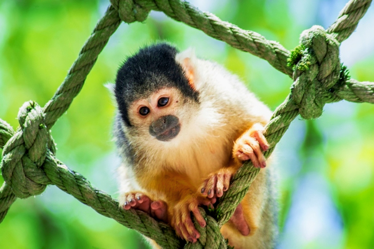 Gray and Beige Monkey on Gray Rope