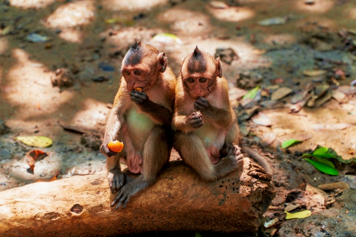 Two Monkeys Sitting On Rock